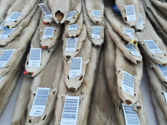 [Photo] Cảnh sát Trung Quốc bắt giữ hàng vạn bộ lông chồn ảnh 2