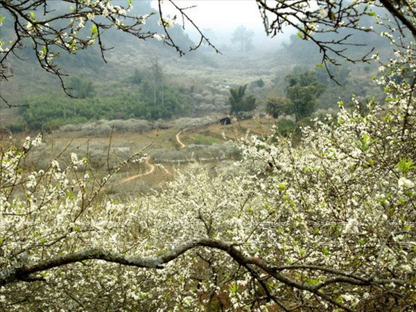 Mộc Châu phát triển vùng trồng cây dược liệu gắn với du lịch ảnh 1