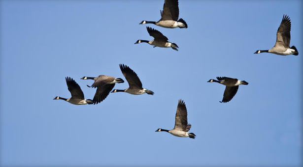 Thợ săn trọng thương vì bị 'chiến lợi phẩm' rơi trúng đầu ảnh 1