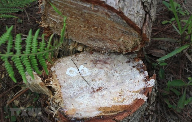 Kỷ luật tổ chức, cá nhân để xảy ra phá rừng tại Vườn Quốc gia Xuân Sơn ảnh 1