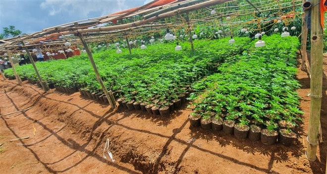 Đắk Lắk: Một gia đình trồng 342 cây cần sa với mục đích "cho gà ăn" ảnh 1