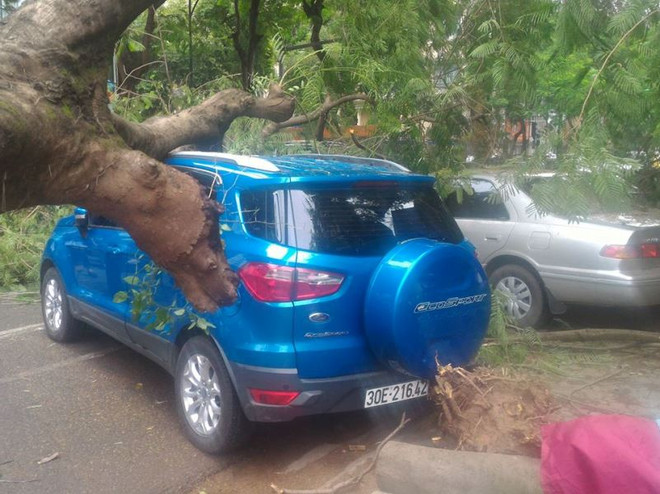 [Video] Cận cảnh cây phượng đổ đè lên hai xế hộp ở Hà Nội ảnh 1