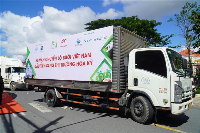 Xe vận chuyển lô bưởi đầu tiên xuất khẩu sang Hoa Kỳ. (Ảnh: Công Trí/TTXVN) Công bố xuất khẩu lô bưởi đầu tiên của Việt Nam sang Hoa Kỳ ảnh 2