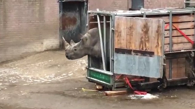 [Video] Tê giác một sừng nổi điên khi bị nhốt trong thùng gỗ ảnh 1