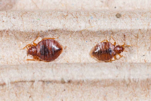 Rệp giường. (Nguồn: Terminix) bed-bugs-look-like-2-miain.jpg