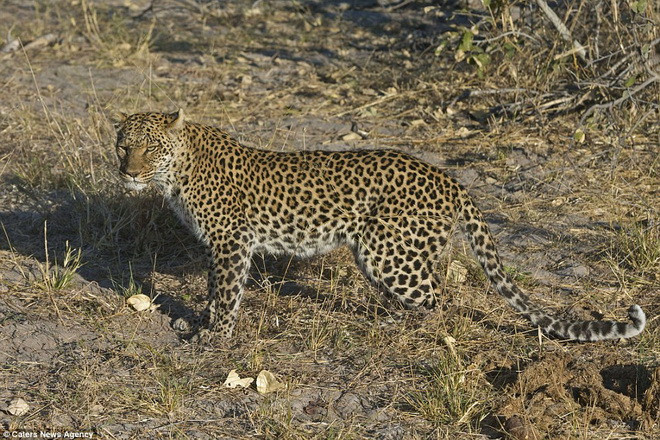 Báo đốm nhận thất bại cay đắng sau cuộc chiến với lửng mật ảnh 3
