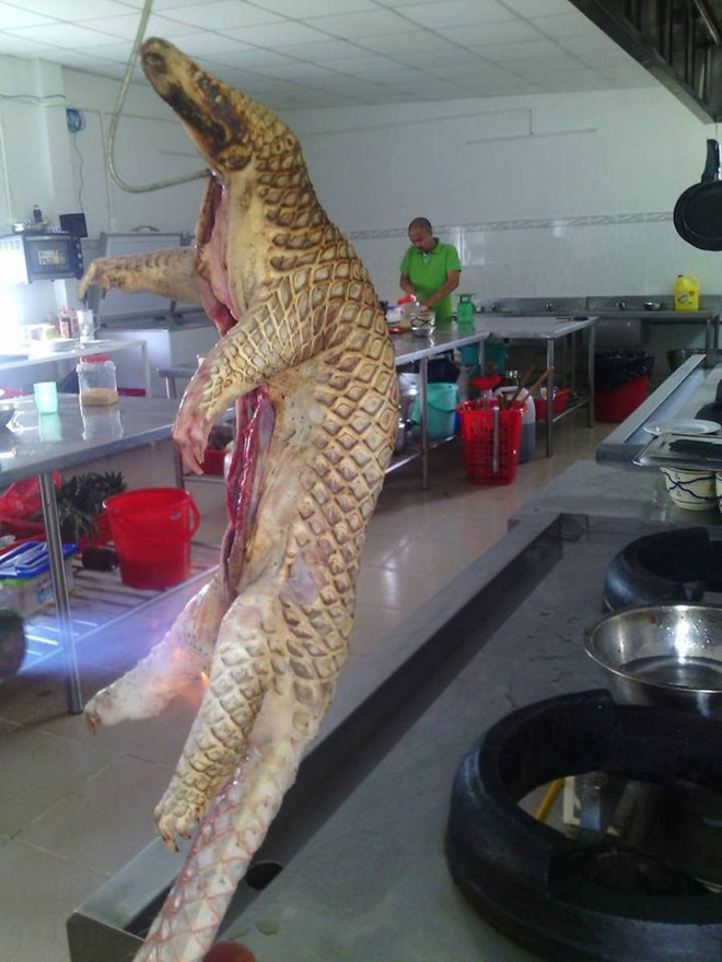 10 khuyến nghị nhằm ngăn chặn động vật hoang dã tuyệt chủng ảnh 5