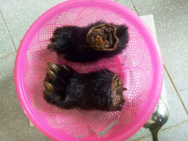 10 khuyến nghị nhằm ngăn chặn động vật hoang dã tuyệt chủng ảnh 4