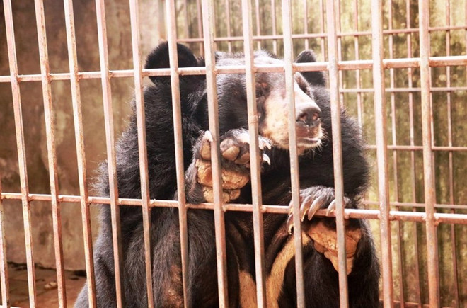 Đưa cá thể gấu ngựa thứ 199 về 'ngôi nhà gấu lớn nhất Việt Nam' ảnh 1