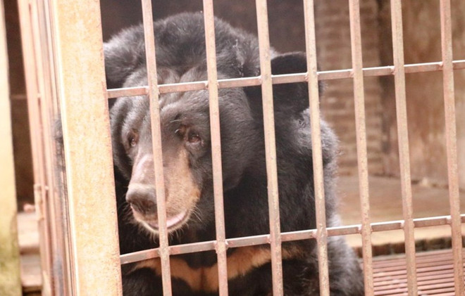 Đưa cá thể gấu ngựa thứ 199 về 'ngôi nhà gấu lớn nhất Việt Nam' ảnh 2