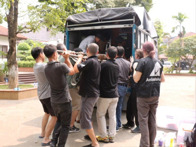 Đưa cá thể gấu ngựa thứ 199 về 'ngôi nhà gấu lớn nhất Việt Nam' ảnh 4