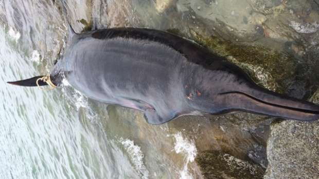 Phát hiện xác con cá voi quý hiếm tại vùng bờ biển nước Mỹ ảnh 1