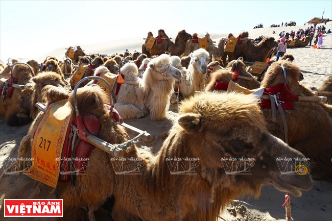 Cưỡi lạc đà giữa gió cát sa mạc Gobi - Trải nghiệm đáng nhớ ảnh 8