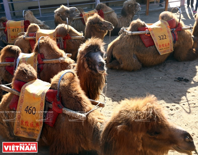 Cưỡi lạc đà giữa gió cát sa mạc Gobi - Trải nghiệm đáng nhớ ảnh 1