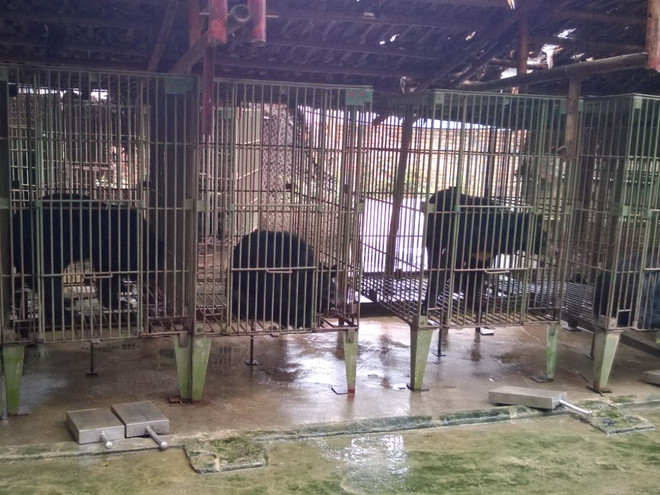 Cả nước còn khoảng 1.250 cá thể gấu bị nuôi nhốt trong các trang trại ảnh 2