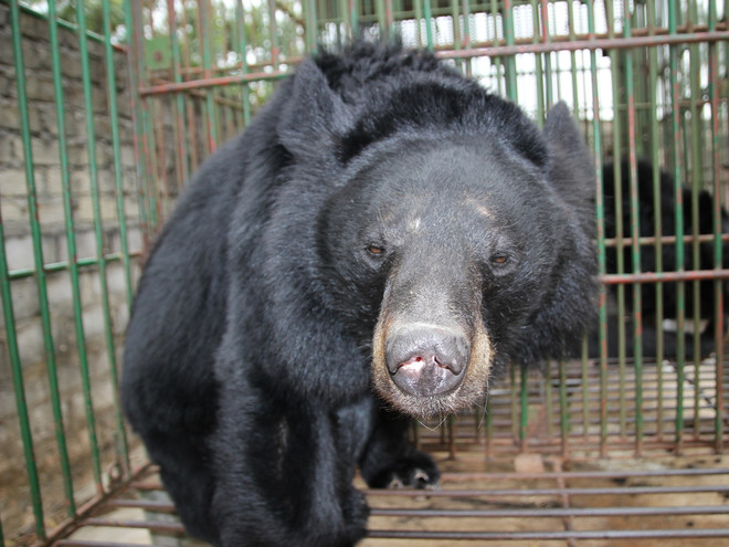 Cả nước còn khoảng 1.250 cá thể gấu bị nuôi nhốt trong các trang trại ảnh 1