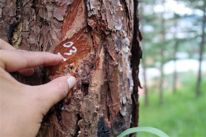 Lâm Đồng: Xử lý nghiêm hành vi "hạ độc" rừng thông tại Tiểu khu 614 ảnh 1