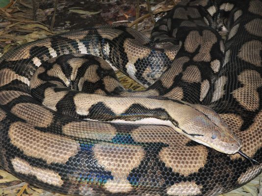 Chú trăn Thelma. (Nguồn: Louisville Zoo) Con trăn kỳ lạ ở vườn thú đẻ sáu con mà không cần giao phối ảnh 1