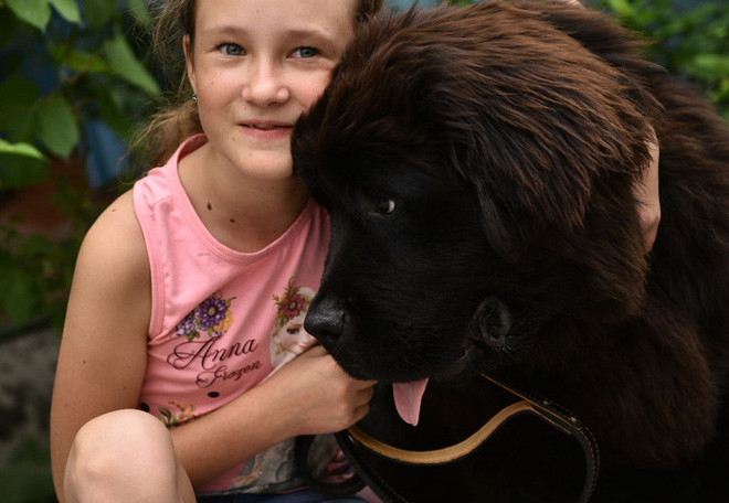 Ông Putin tặng chó Newfoundland, giúp giấc mơ của bé gái thành sự thật ảnh 1