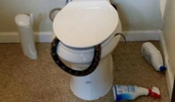 Hốt hoảng khi phát hiện ra một con rắn độc nằm trong bồn cầu ảnh 1