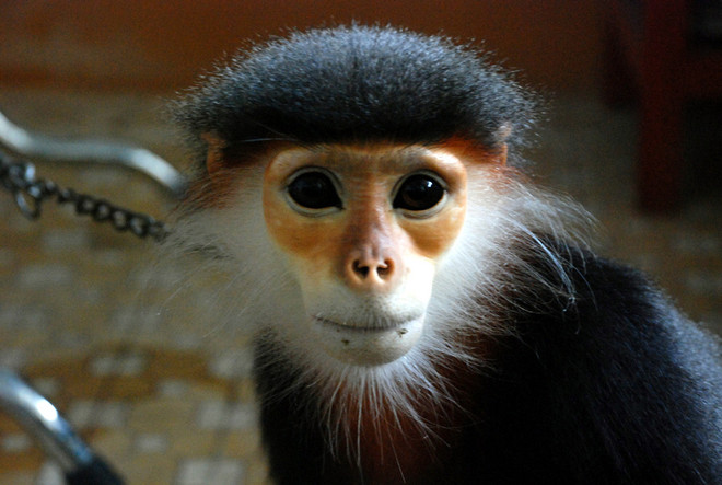 Quảng Ngãi: Cứu sống một cá thể voọc chà vá chân xám quý hiếm ảnh 1