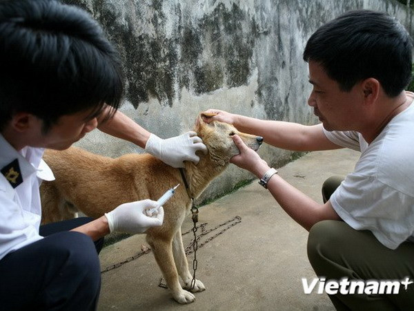Hưng Yên đẩy mạnh ngăn chặn dịch bệnh dại ở chó, mèo ảnh 1