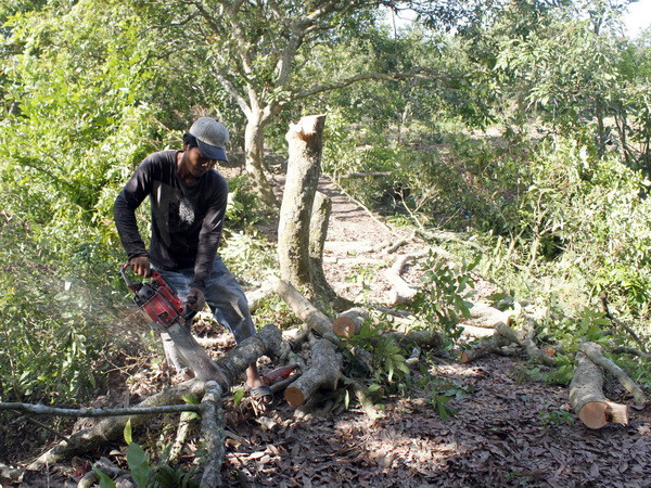 Phát hiện giống nhãn có thể kháng bệnh chổi rồng ở Sóc Trăng ảnh 1