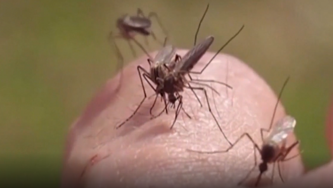 Mỹ: Ghi nhận những ca nhiễm virus Tây sông Nile đầu tiên ở người ảnh 1