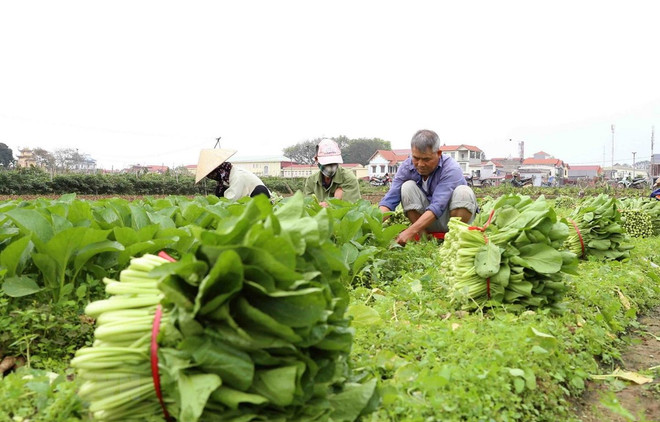 Hà Nội cung ứng đủ lương thực, thực phẩm tại các khu vực cách ly ảnh 1