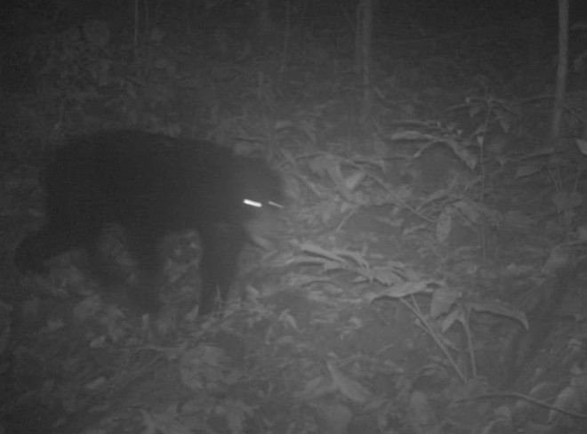 Phát hiện 14 Gấu ngựa và 69 Cầy vằn Bắc quý hiếm tại Thanh Hóa ảnh 1