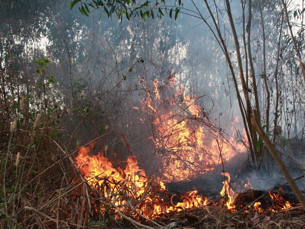 Nguy cơ cháy rừng ở cấp cực nguy hiểm ở Bình Thuận ảnh 1