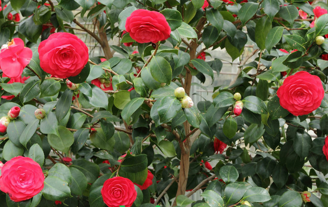 Sự kiện trong nước 29/1-4/2: Cáp treo dài nhất thế giới tại Việt Nam ảnh 7