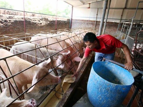 Người chăn nuôi e ngại tái đàn dù giá lợn có xu hướng tăng nhẹ ảnh 1