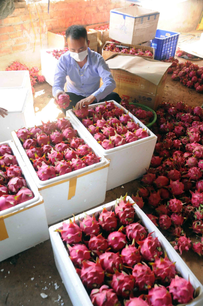 Sơn La xuất khẩu 10 tấn thanh long ruột đỏ sang Liên bang Nga ảnh 2
