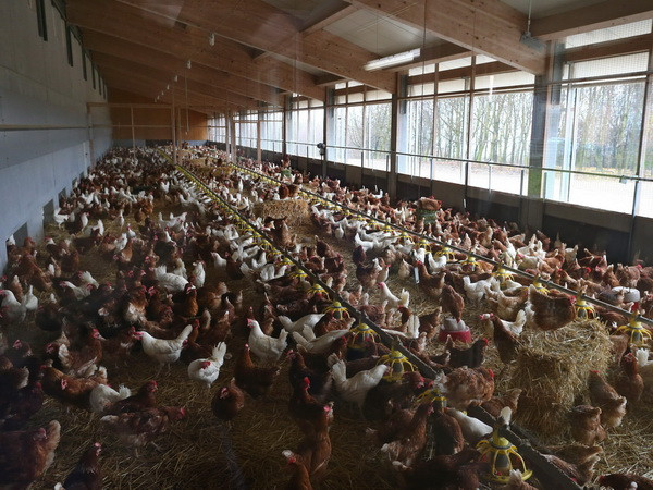 Pháp tiêu hủy hàng trăm nghìn gia cầm nhiễm cúm H5N8 ảnh 1