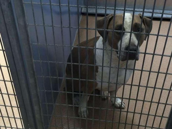 Đau lòng em bé bị chó nuôi trong nhà cắn chết trước mặt cha mẹ ảnh 1