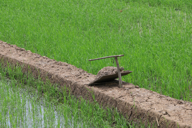 Độc đáo những bẫy chuột hiệu quả của người dân vùng biên Đồng Tháp ảnh 1