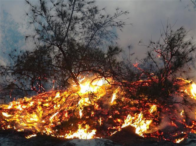 Bình Định kiên quyết xử lý những đối tượng gây cháy rừng ảnh 1