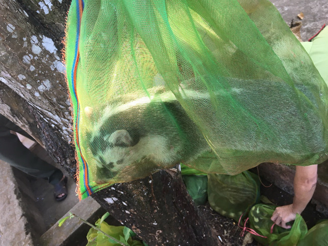 Bình Phước: Phát hiện xe ôtô vận chuyển 10 cá thể cầy hương quý hiếm ảnh 1