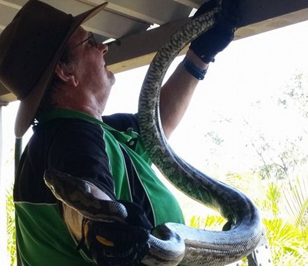 Chuyên gia bắt rắn bỏ mạng vì con rắn độc nhất thế giới ảnh 1