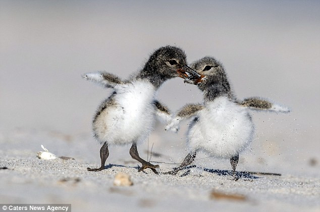 Màn tranh giành thức ăn hài hước, kịch tính của hai chú chim con ảnh 5