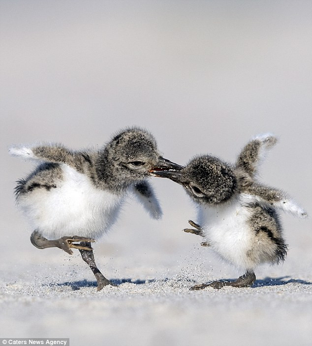 Màn tranh giành thức ăn hài hước, kịch tính của hai chú chim con ảnh 4