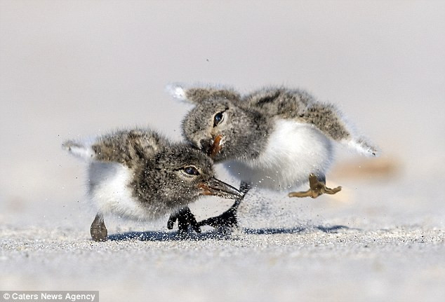Màn tranh giành thức ăn hài hước, kịch tính của hai chú chim con ảnh 6