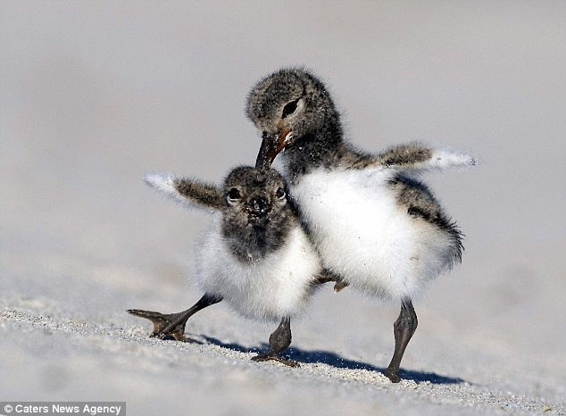 Màn tranh giành thức ăn hài hước, kịch tính của hai chú chim con ảnh 3