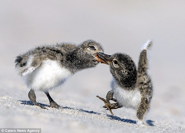 Màn tranh giành thức ăn hài hước, kịch tính của hai chú chim con ảnh 2