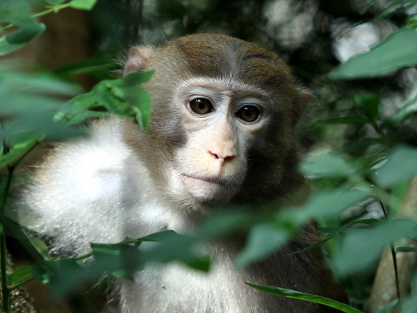 4,5 triệu USD giúp quản lý rừng bền vững cảnh quan Trung Trường Sơn ảnh 1