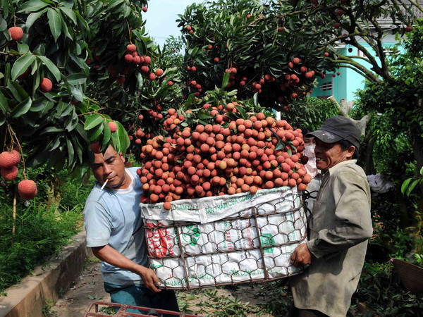 Bắc Giang sớm chủ động triển khai công tác tiêu thụ vải thiều ảnh 1