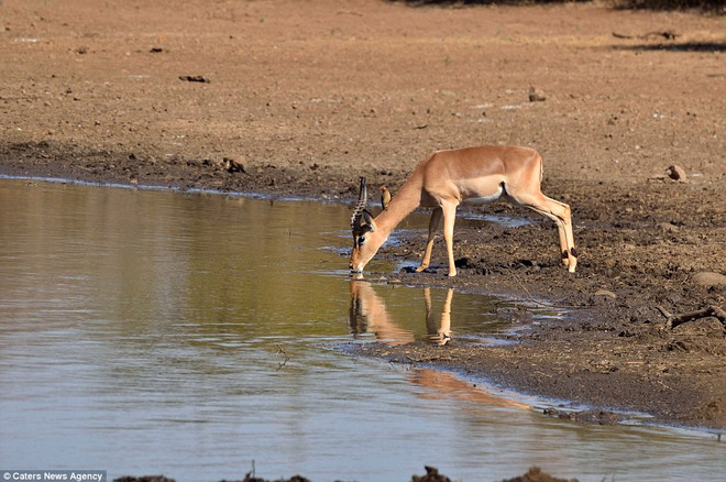 Linh dương may mắn thoát chết khi đối mặt với cá sấu hung dữ ảnh 1