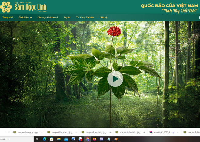 Vườn sâm Ngọc Linh "lớn nhất thế giới" bỗng lặng lẽ "biến mất" ảnh 1