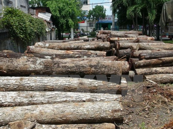 Phạt nặng 2 đối tượng vận chuyển hàng trăm khúc gỗ trắc nhập lậu ảnh 1